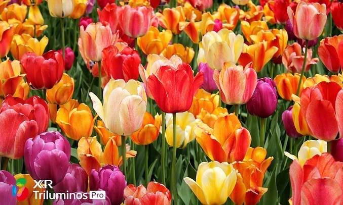 Android Tivi OLED Sony - Công nghệ XR Triluminos PRO